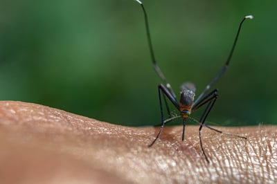 mosquito on hand