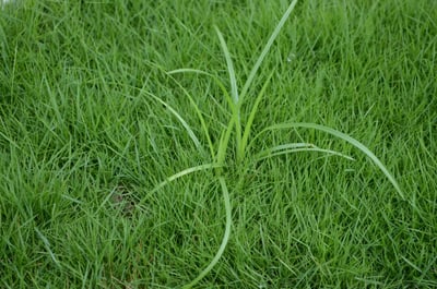 nutsedge in lawn-1