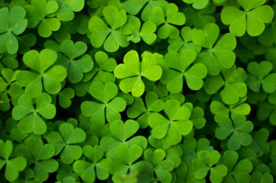 oxalis - ss