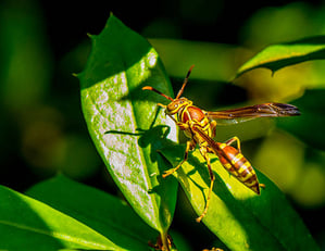 paperwasp-2