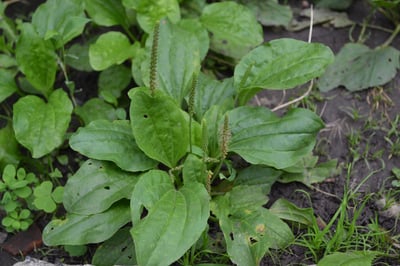 plantain - ss