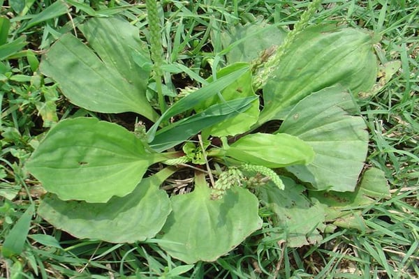 plantain