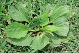 Tips For Controlling Plantain Weeds