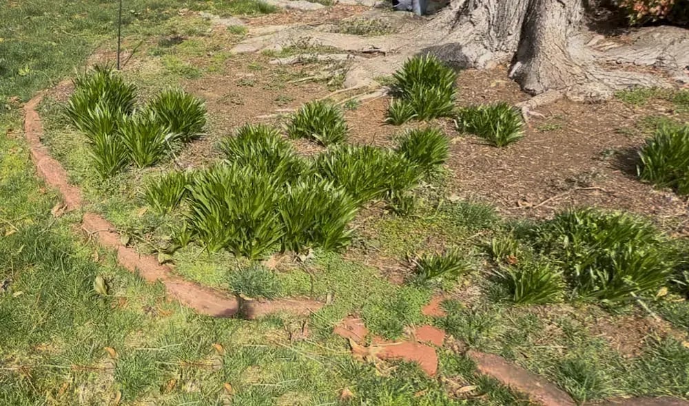 planting bed weeds
