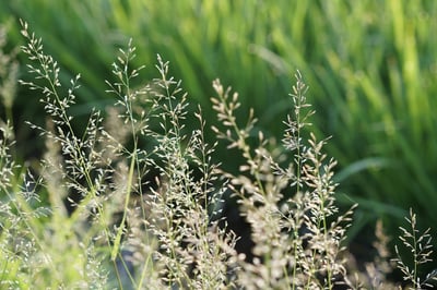 poa annua - ss