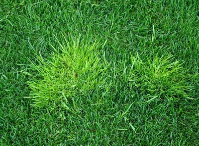 poa trivialis - ss