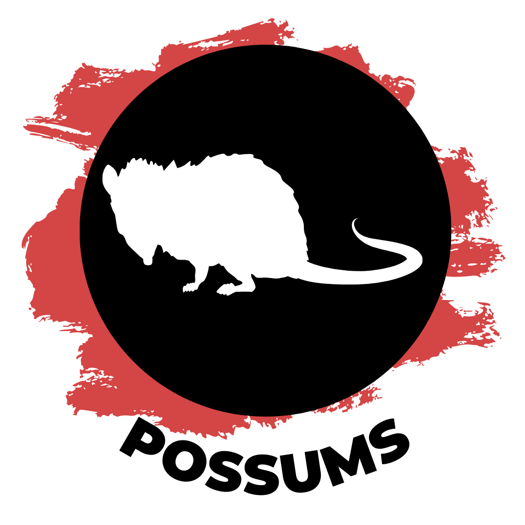 possums