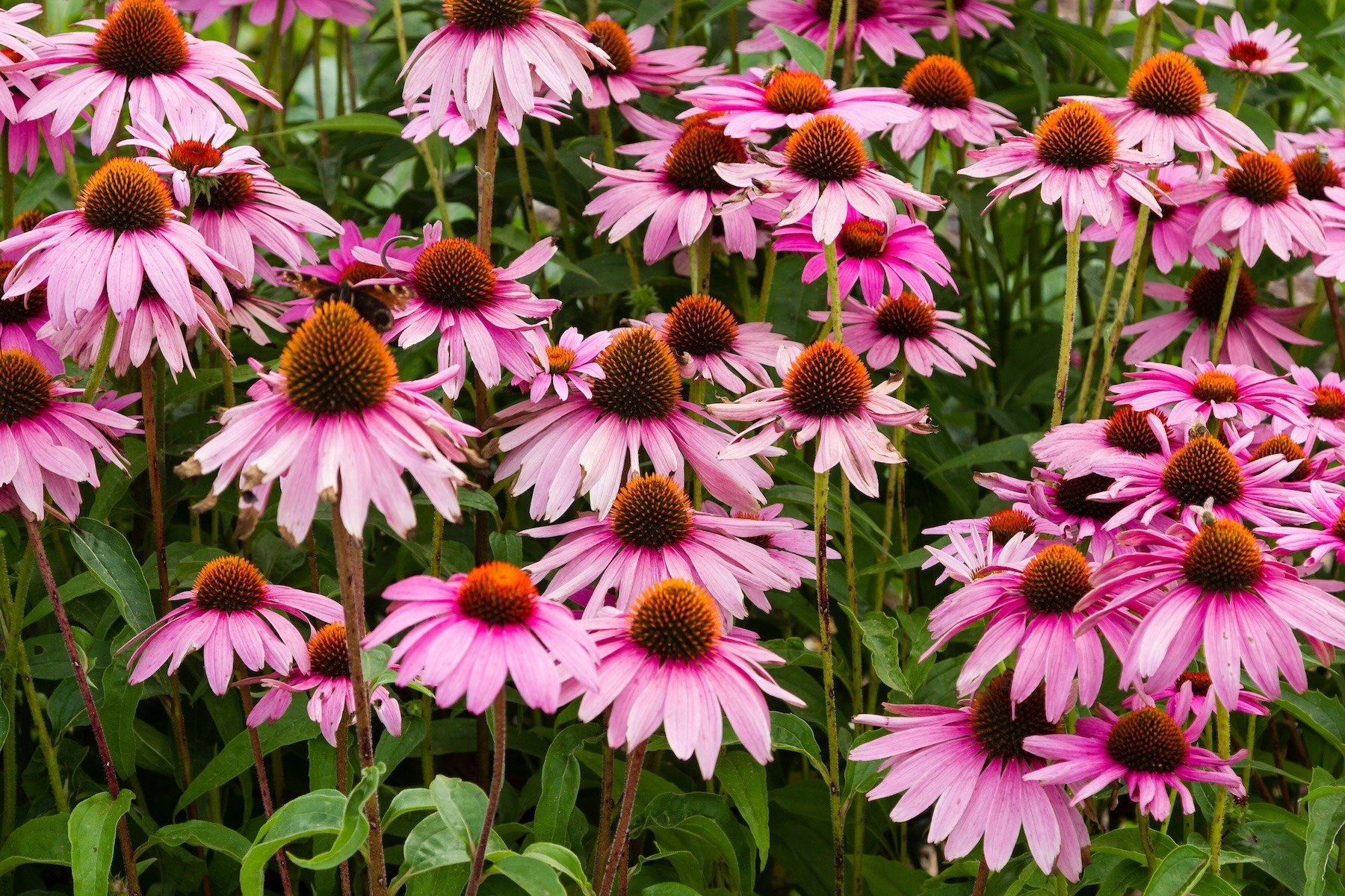 purple coneflower 2 - ss