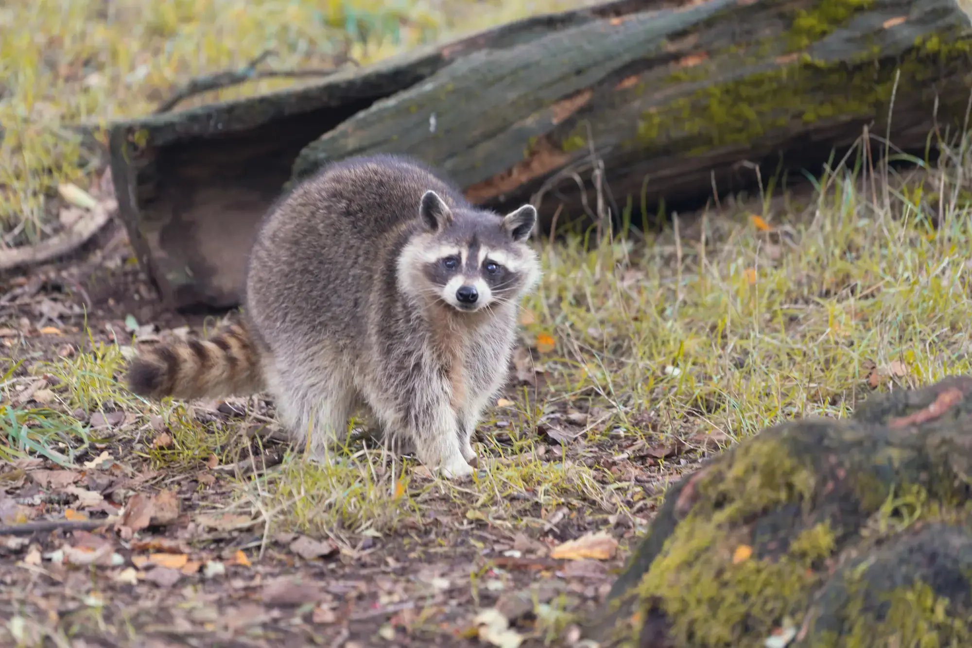 raccoon walking around staring at camera wildlife service