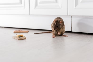 rat on floor