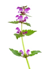 red-dead-nettle-herb-isolated-on-white-background-2024-04-04-17-10-13-utc