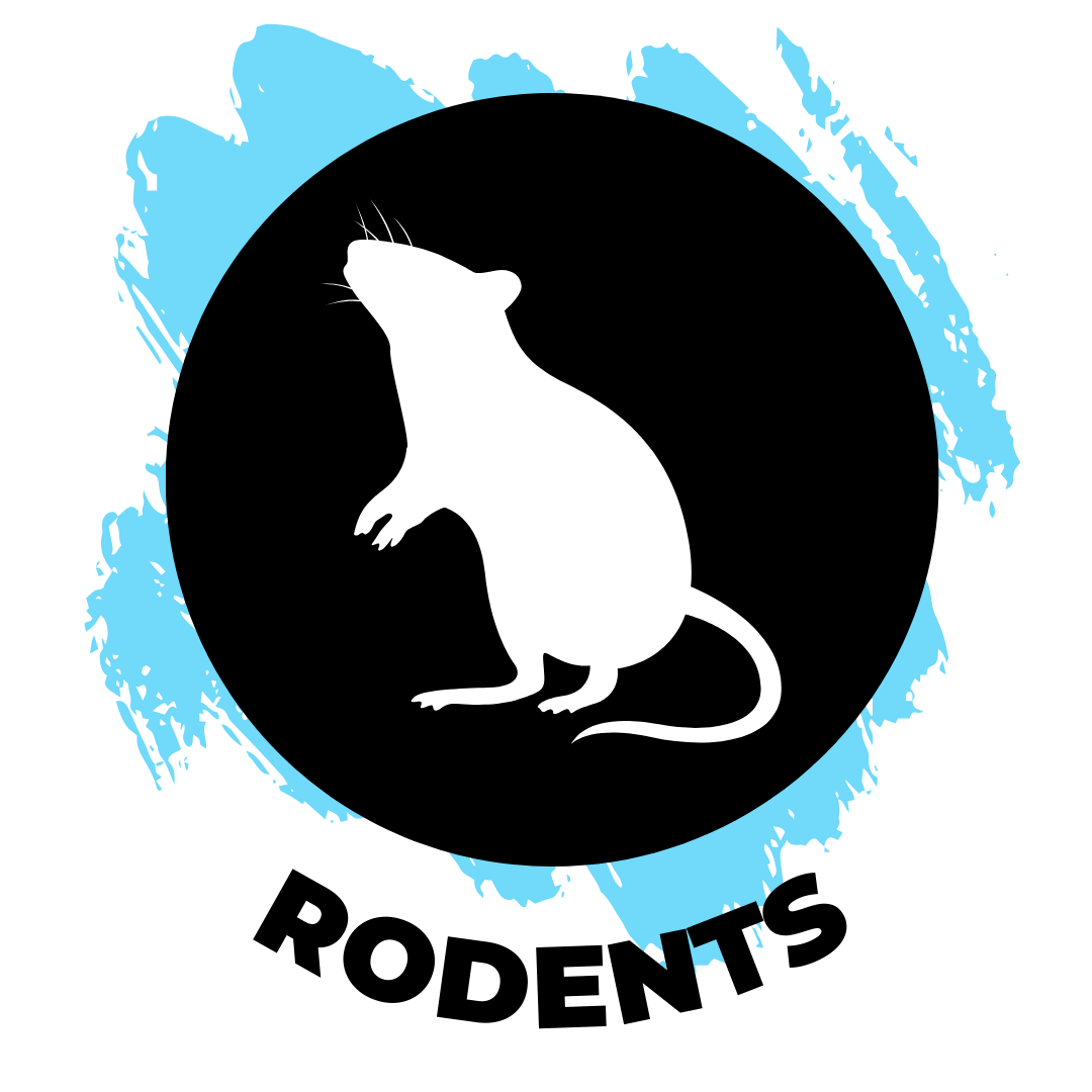 rodents-1