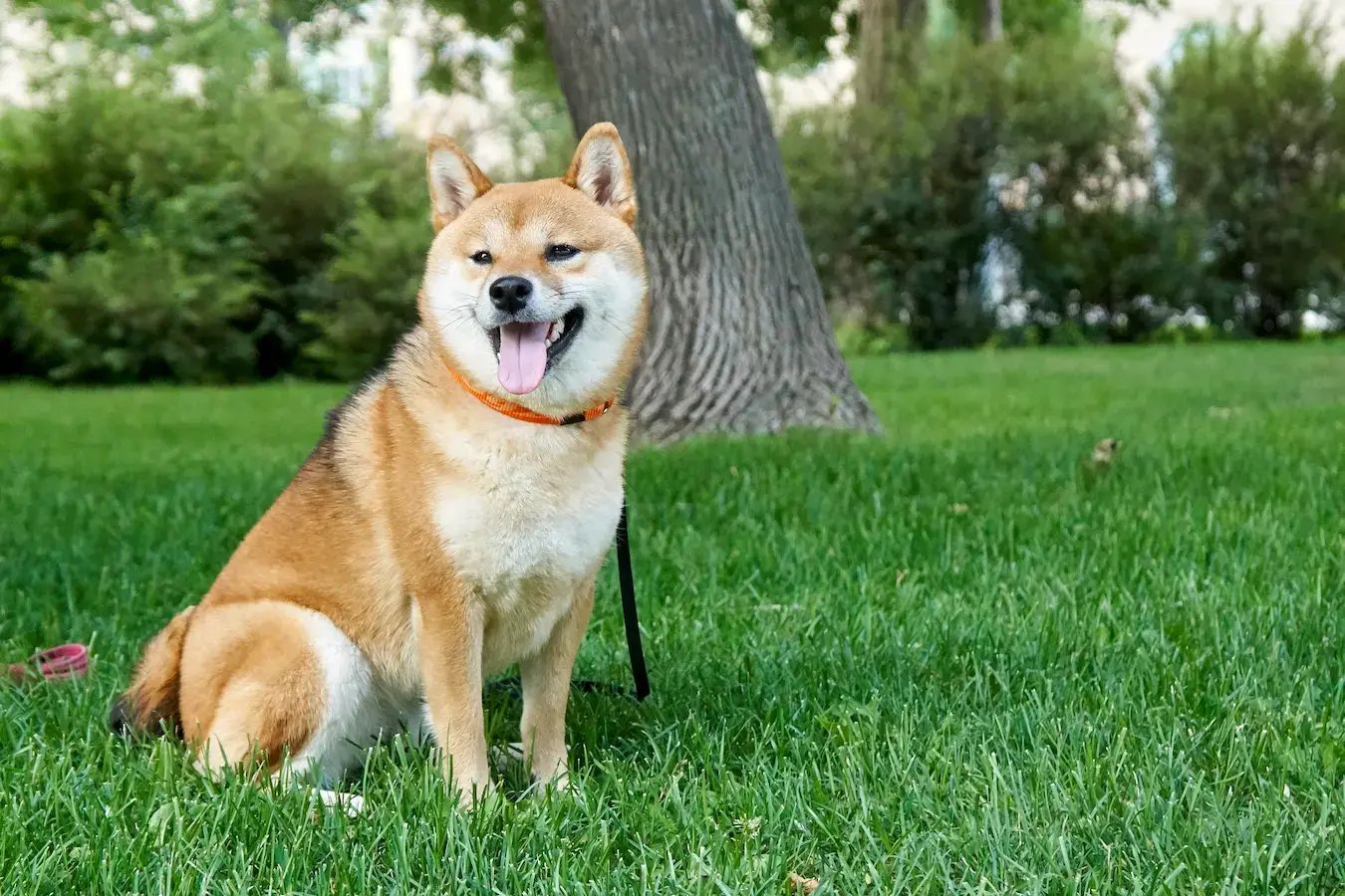 shiba inu dog in green grass happy tongue out near tree