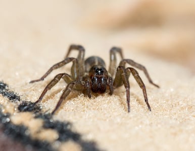 shutterstock_1108150748