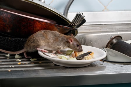 shutterstock_1130149802
