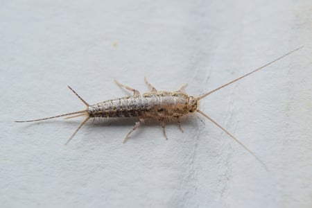shutterstock_559454743