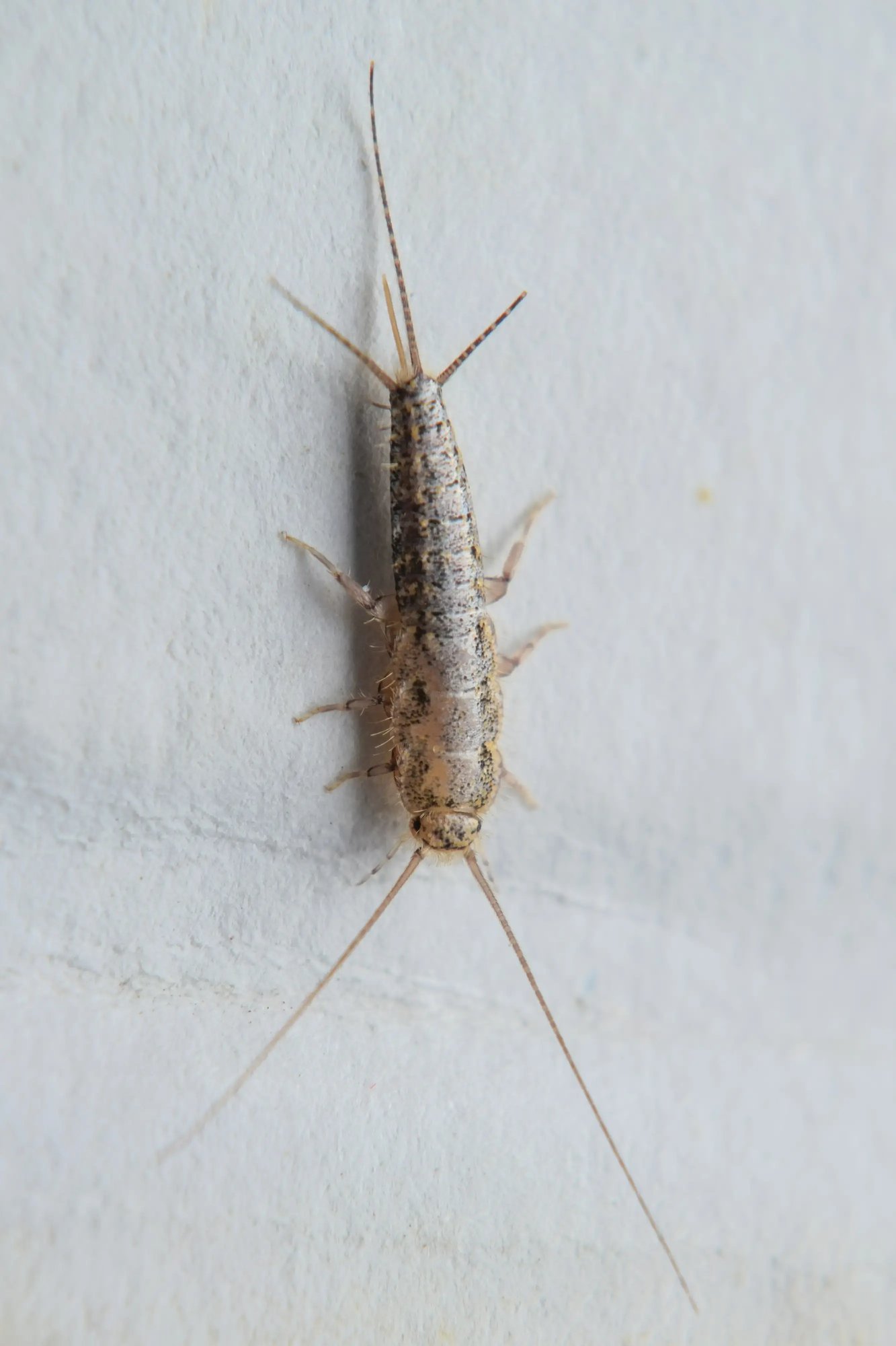 silverfish bug crawling on white background