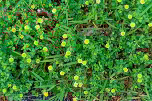 small hop clover - ss