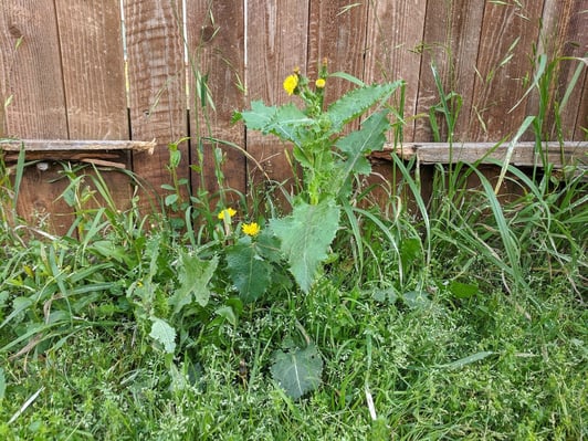 sow thistle shutterstock_1682102353
