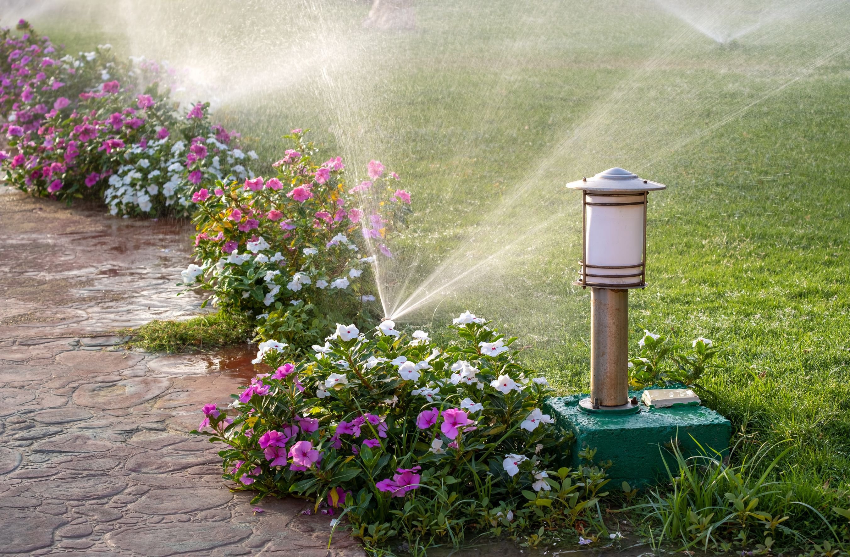lawn care tips