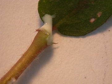 spurge 10