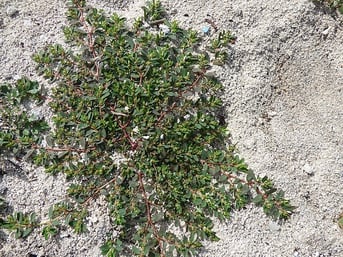 spurge 12