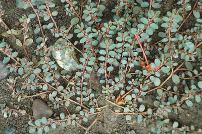 spurge