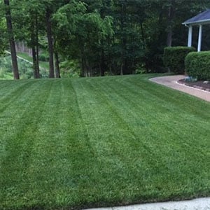 tall fescue lawn 300x300
