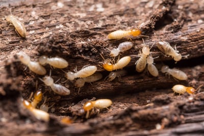 termite - ss