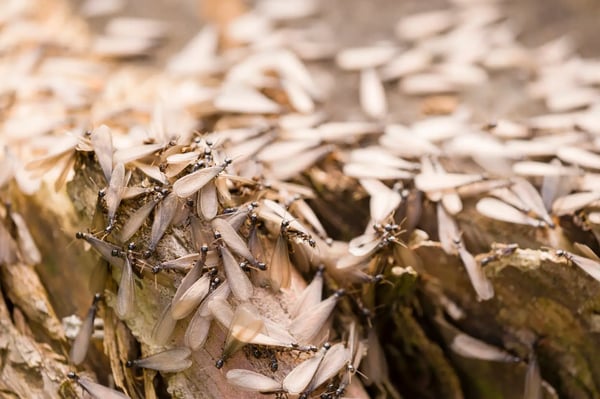 termite swarmers with wings in a cluster