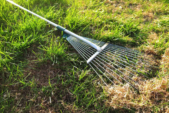 thatch in lawn