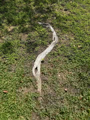 tree root comp 2-1