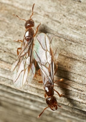 winged-ants