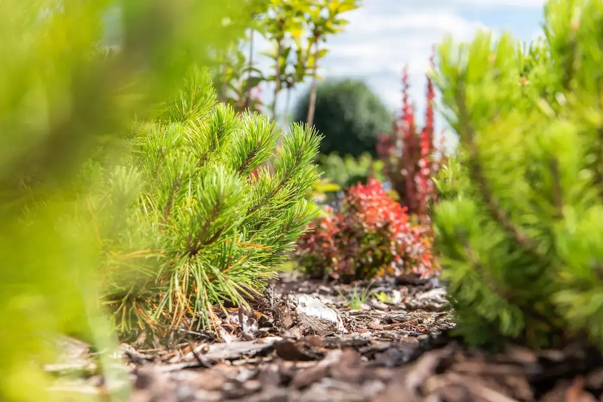 vibrant-garden-foliage-showcases-diverse-plants-an-2026-03-25-09-12-31 ee