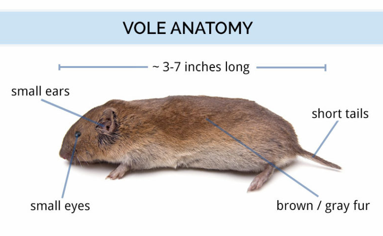vole_anatomy-800x494