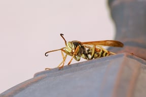 wasp