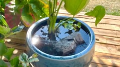 water-garden-headline-photo