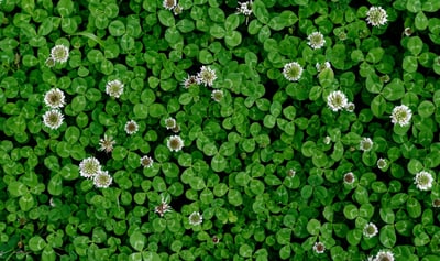 white clover - ss