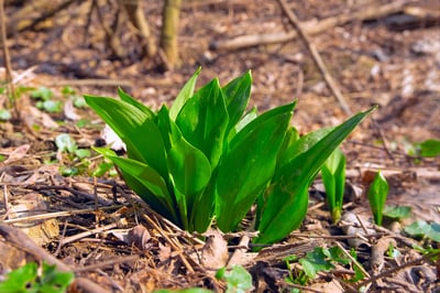 wild garlic - ss