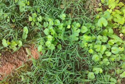 wild violet