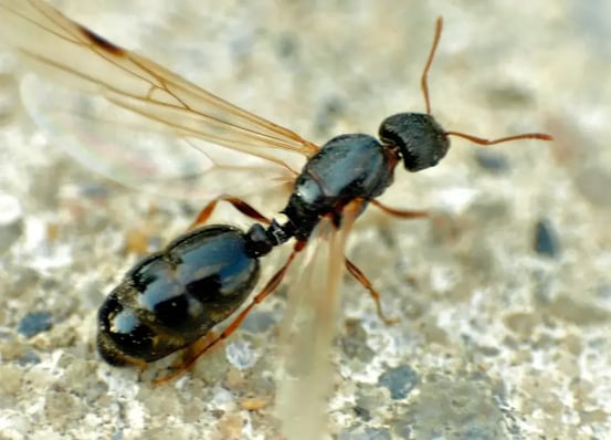 winged ant close up