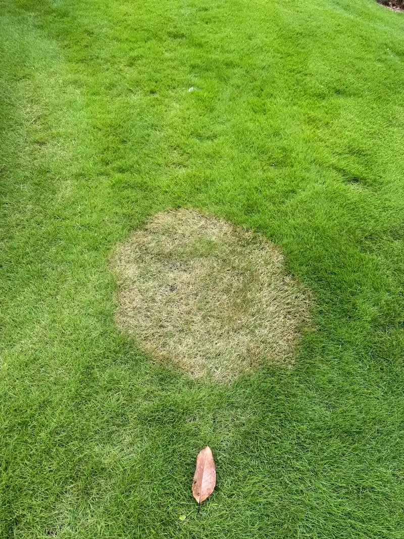 zoysia patch fungus in grass circle