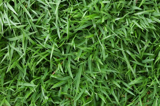 zoysia shutterstock_259673978