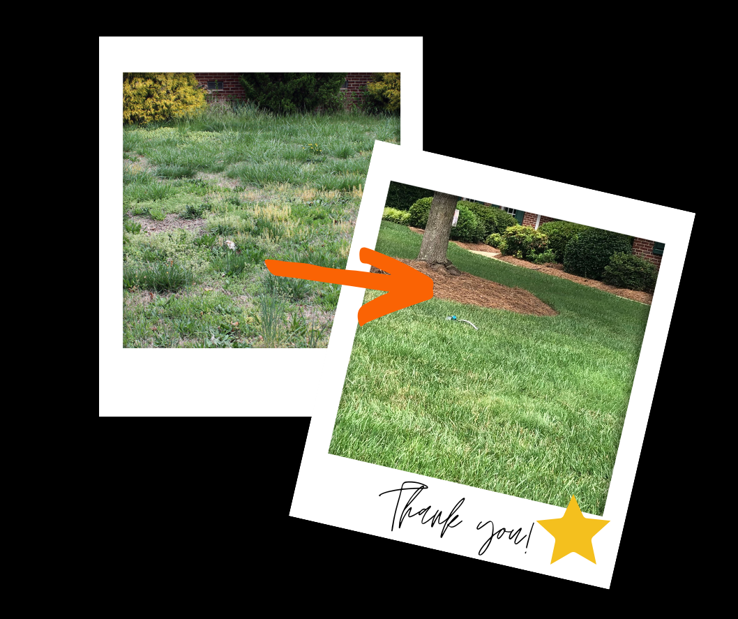 top turf lawn before and after polaroid graphic 1