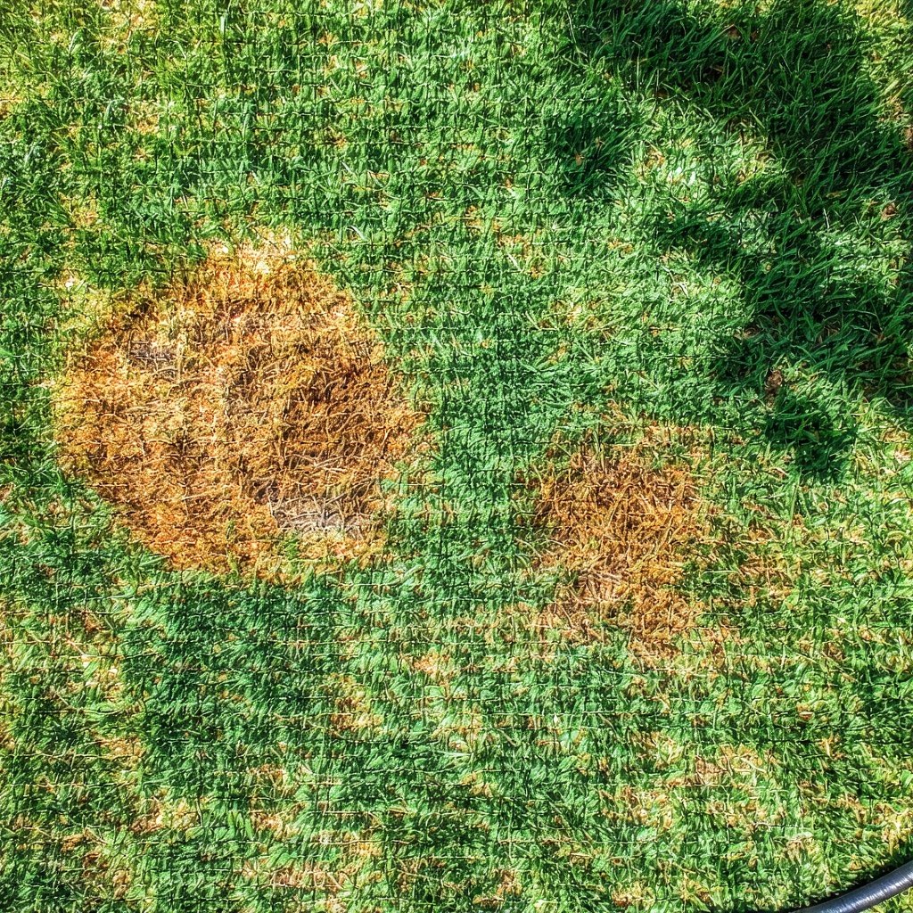 Summer Fungus Alert: How to Spot Brown Patch, Dollar Spot & More