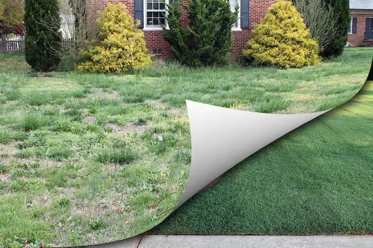 Before and After Weed control