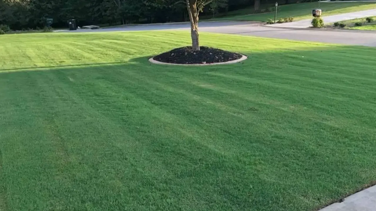 Bermuda Lawn Chris W top turf customer