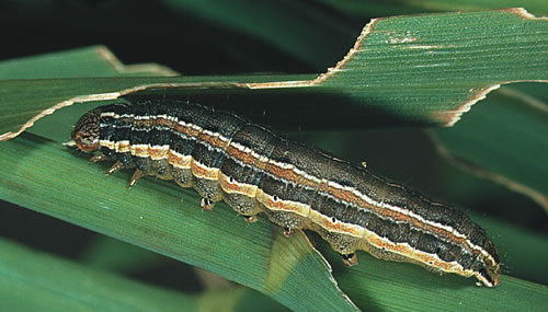 CommonArmyworm CommonArmyworm