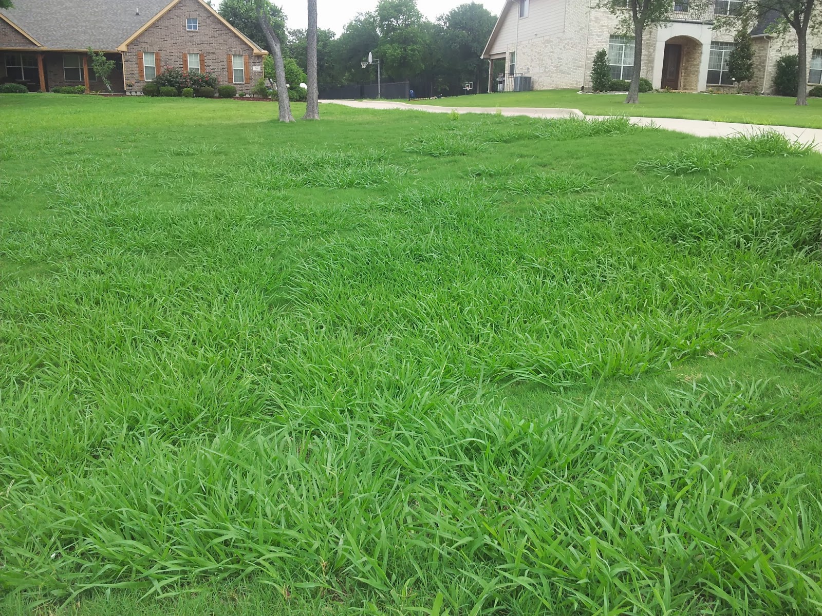 Win the Battle Against Dallisgrass