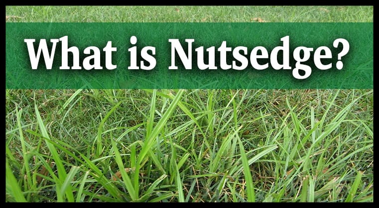 What Is Nutsedge And Why Is It Hard To Get Rid Of